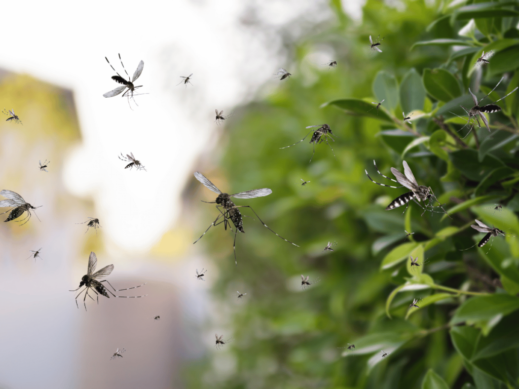 Top Mosquito Control In Ann Arbor, Michigan - Bugpro MI