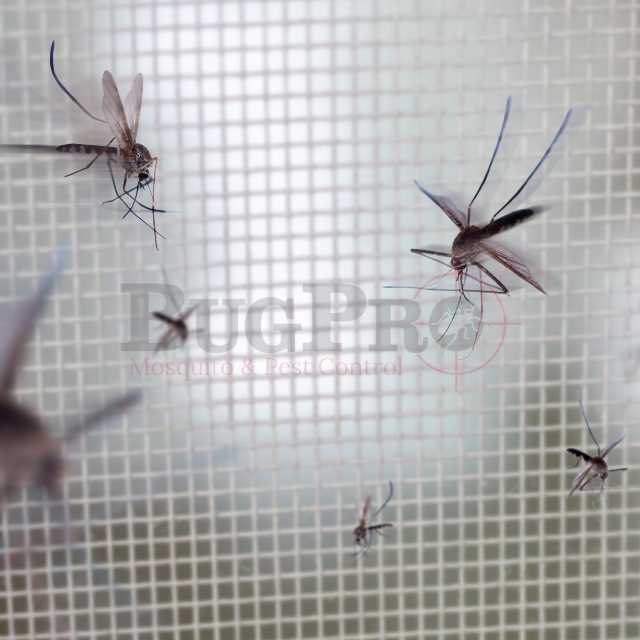 Mosquito Control Ann Arbor